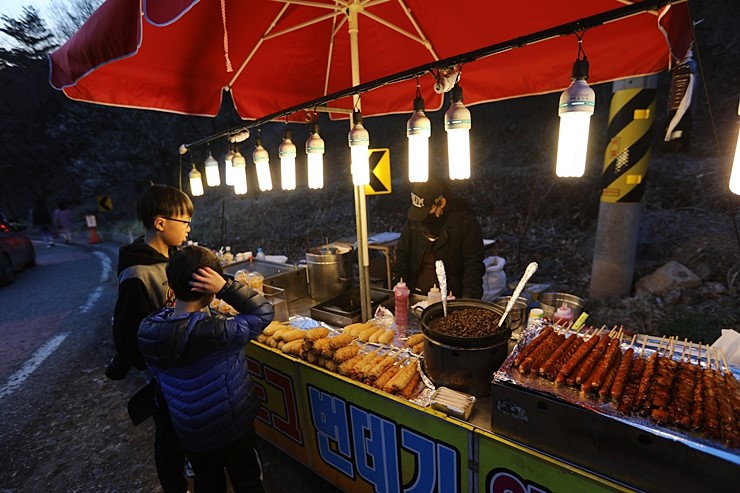 양산 원동매화축제 3월17일 순매원 기차와 야경