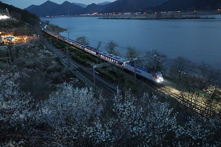 양산 원동매화축제 3월17일 순매원 기차와 야경