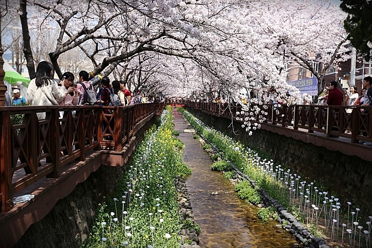 대한민국 벚꽃명소 벚꽃축제 BEST10 (개화시기, 지역)