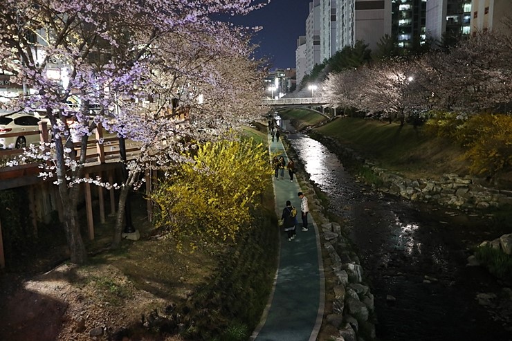 울산 가볼만한곳 궁거랑 벚꽃축제 울산벚꽃만개 (5D Mark4, 3월29일)