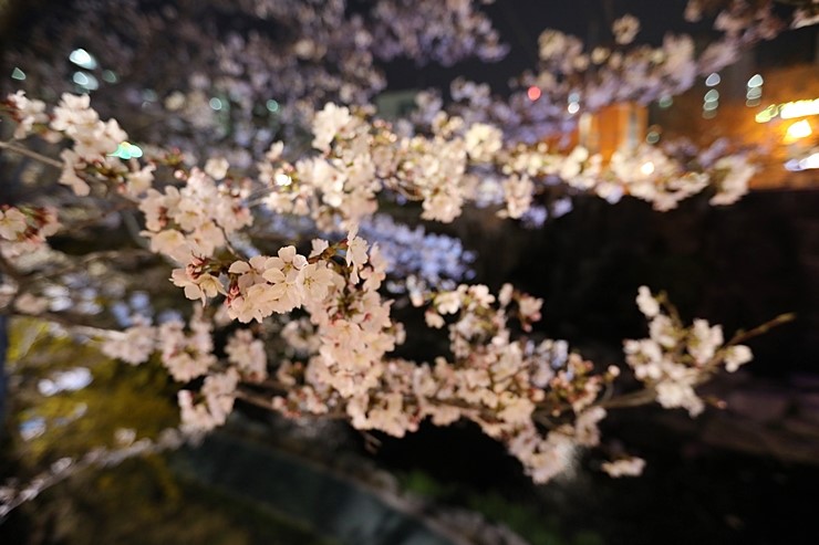 울산 가볼만한곳 궁거랑 벚꽃축제 울산벚꽃만개 (5D Mark4, 3월29일)