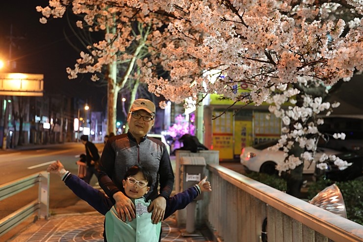 울산 가볼만한곳 궁거랑 벚꽃축제 울산벚꽃만개 (5D Mark4, 3월29일)