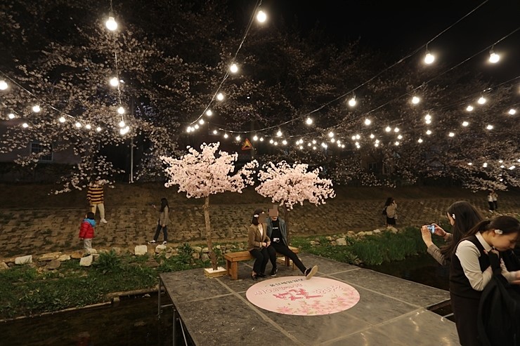 울산 가볼만한곳 궁거랑 벚꽃축제 울산벚꽃만개 (5D Mark4, 3월29일)