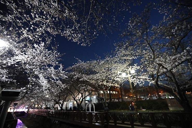 준비성없는 진해벚꽃축제 여좌천 로망스다리 (3월30일)