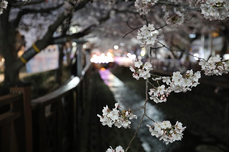 준비성없는 진해벚꽃축제 여좌천 로망스다리 (3월30일)