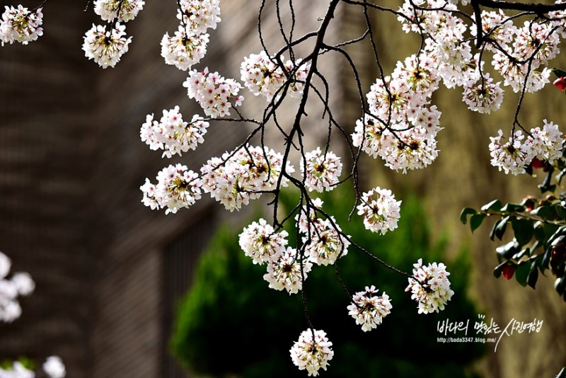 부산 가볼만한곳, 부산벚꽃명소 남천동벚꽃 거리