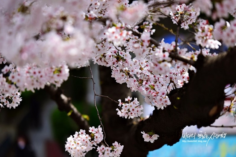 부산 가볼만한곳, 부산벚꽃명소 남천동벚꽃 거리