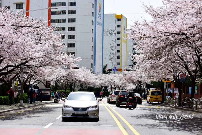 부산 가볼만한곳, 부산벚꽃명소 남천동벚꽃 거리