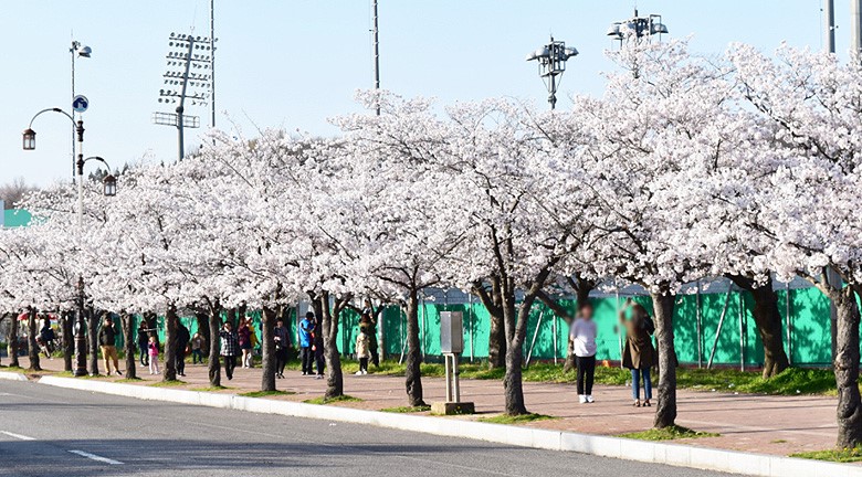 군산 벚꽃축제 2018 벚꽃축제 기간 일정 정보