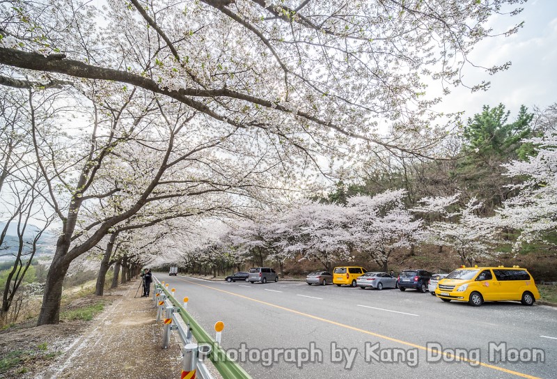 경상도 가볼만한곳 칠곡 여행 파미힐스 벚꽃