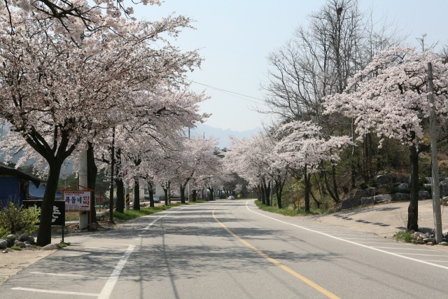 2018 설악 벚꽃축제 & 속초. 봄. 도시락(樂)
