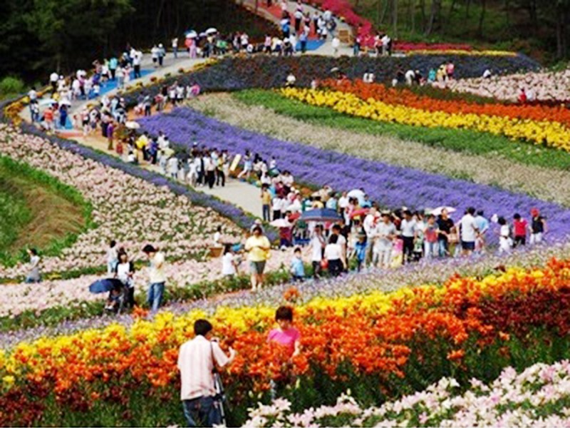 태안 수선화축제 튤립축제 2018 일정,기간 입장료!