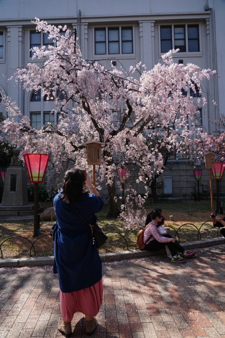 오사카 벚꽃 명소 조폐국은 이제 시작 (가는법&현장사진)