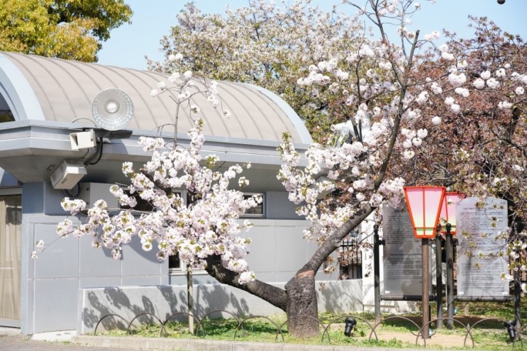 오사카 벚꽃 명소 조폐국은 이제 시작 (가는법&현장사진)