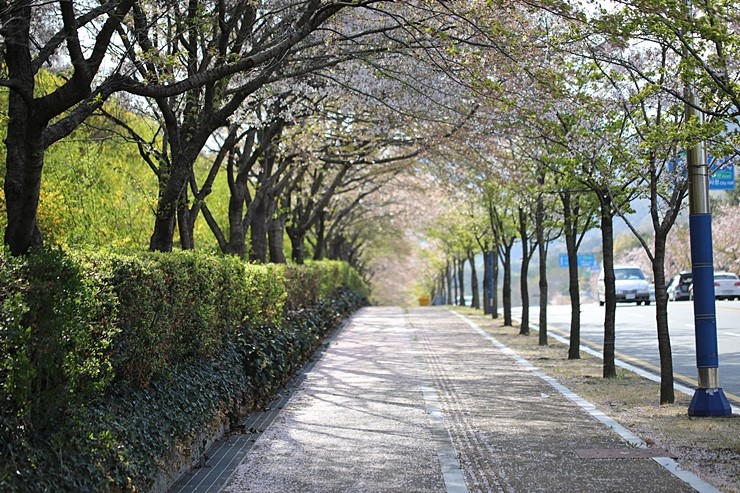 올해 마지막 벚꽃길 울산 문수경기장 봄나들이 (탐론 90mm 렌즈)