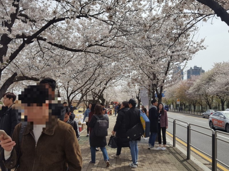 여의도 벚꽃축제 2018년, 지금 여의도 윤중로 가는길