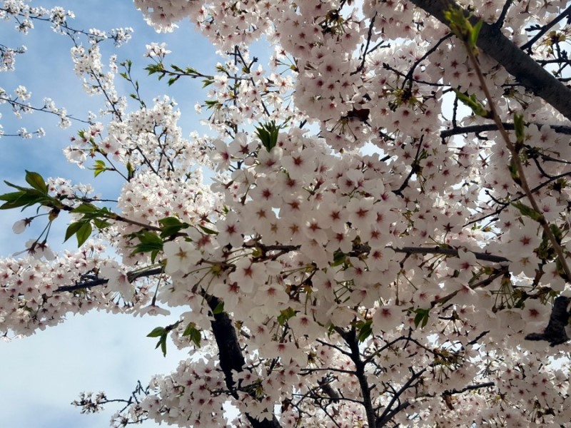 여의도 벚꽃축제 2018년, 지금 여의도 윤중로 가는길