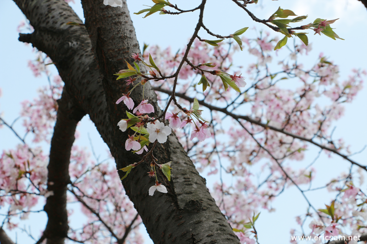 분당 중앙공원 벚꽃 나들이는 이제부터 