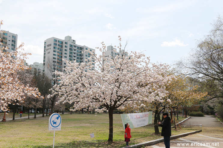 분당 중앙공원 벚꽃 나들이는 이제부터 