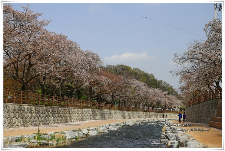 2018 구미 금오산 벚꽃축제