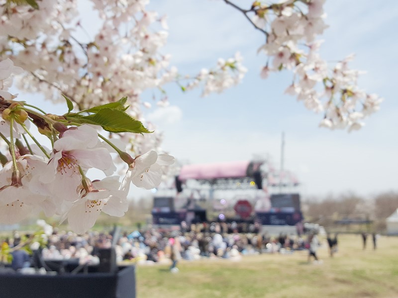 여의도 벚꽃축제 라이프플러스 벚꽃피크닉 페스티벌2018 다녀오다!