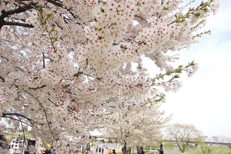 여의도 벚꽃축제 라이프플러스 벚꽃피크닉 페스티벌2018 다녀오다!