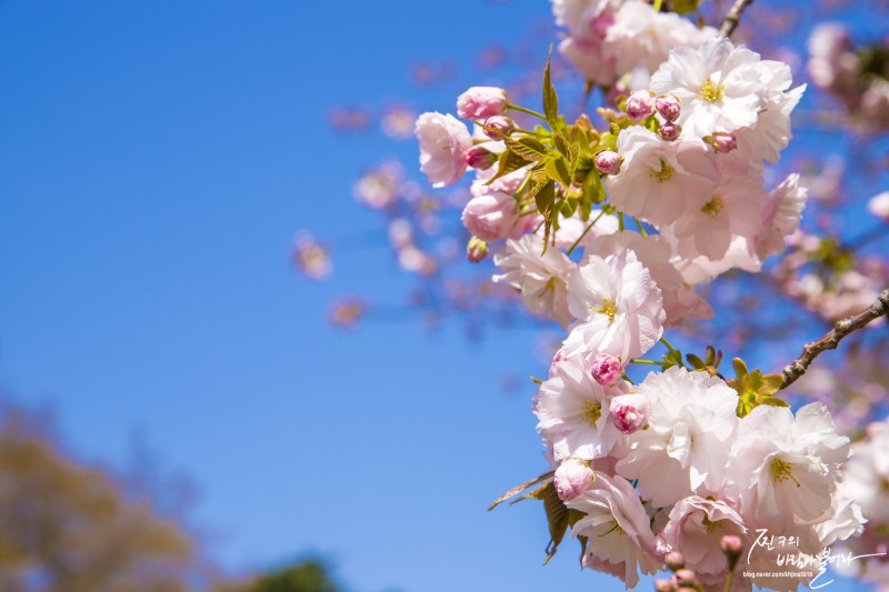 4월여행지추천 경주호텔 예약하고 벚꽃보러 가자 !