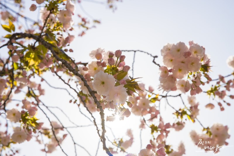 4월여행지추천 경주호텔 예약하고 벚꽃보러 가자 !