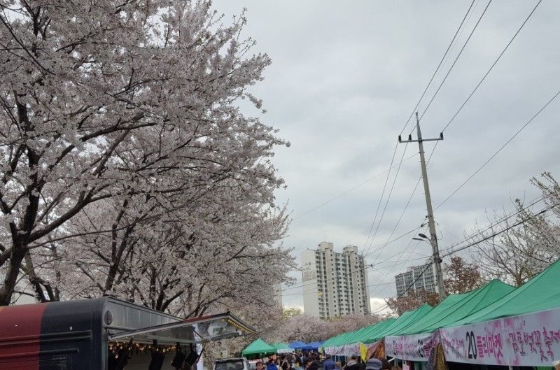 김포 가볼만한곳 김포 벚꽃축제 2018 금파로 벚꽃길
