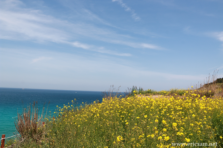 함덕 서우봉 해변 ' 유채꽃과 하늘 그리고 바다 ' 