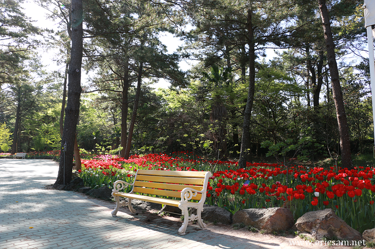 제주 한림공원 튤립축제 " 봄이 왔어요 "