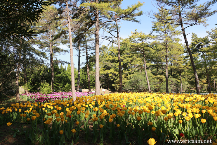 제주 한림공원 튤립축제 " 봄이 왔어요 "