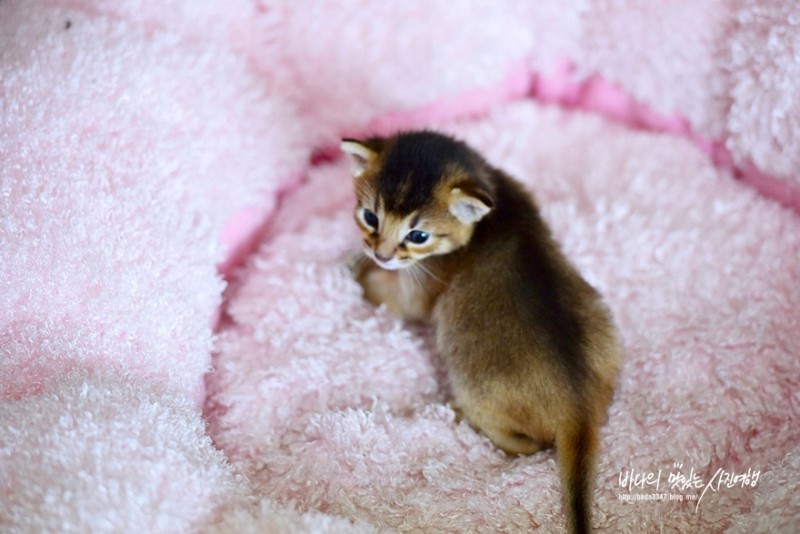 봄, 여름, 가을, 겨울 꼬물이들 이름 지었어요♡♡♡