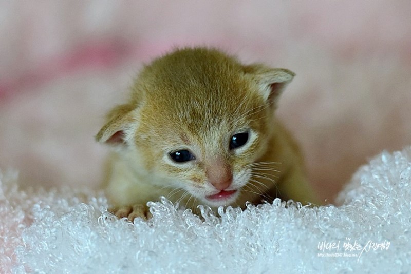 봄, 여름, 가을, 겨울 꼬물이들 이름 지었어요♡♡♡