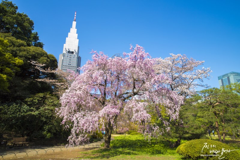 도쿄 신주쿠 교엔 벚꽃 vs 단풍 !