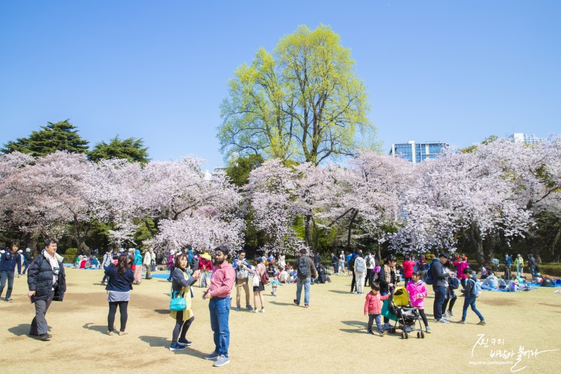 도쿄 신주쿠 교엔 벚꽃 vs 단풍 !