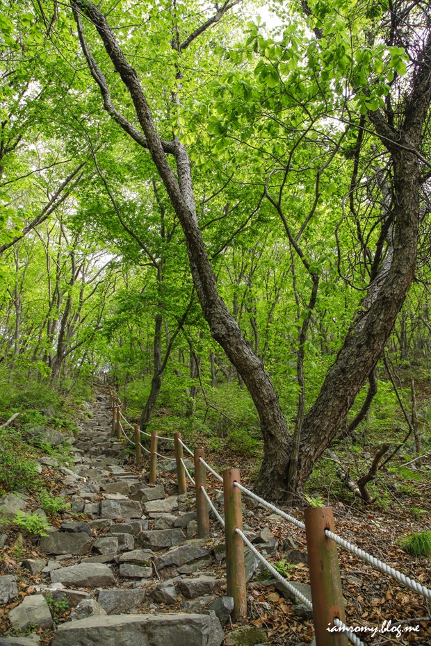 부산 가볼만한곳, 백양산 애진봉 철쭉군락지 소녀감성 기차여행