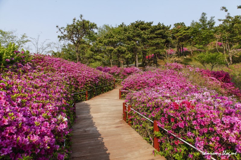 부산 가볼만한곳, 백양산 애진봉 철쭉군락지 소녀감성 기차여행