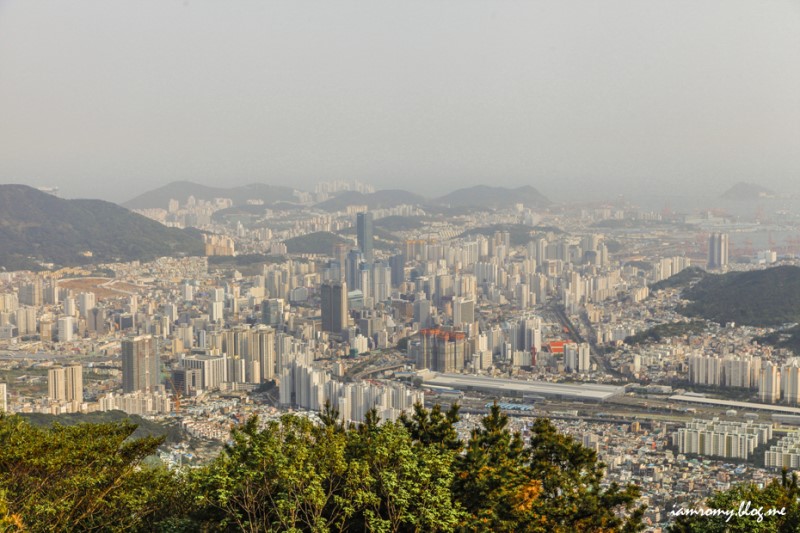 부산 가볼만한곳, 백양산 애진봉 철쭉군락지 소녀감성 기차여행