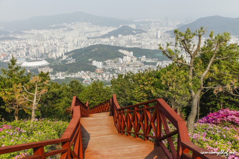 부산 가볼만한곳, 백양산 애진봉 철쭉군락지 소녀감성 기차여행