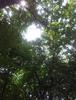 홍릉숲, 홍릉수목원...사실은 국립산림과학원의 연구를 위한 숲_국내 최고의 조경사(?)들이 가꾼 서울 안의 숲
