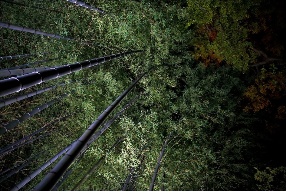 밤에 더 화려하게 빛나는 교토 쇼렌인의 대나무숲(竹林)