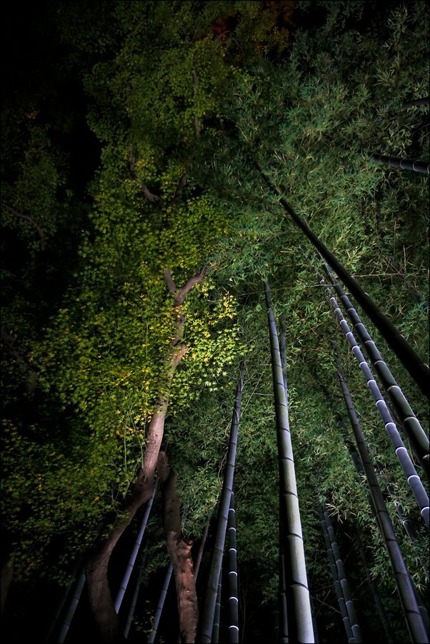  밤에 더 화려하게 빛나는 교토 쇼렌인의 대나무숲(竹林)