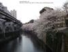 도쿄는 벚꽃이 피었더군요. 