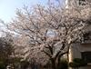 2013년 4월 12일의 벚꽃 개화일지 - 잠실 진주아파트와 석촌호수