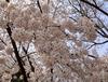 2013년 4월 17일의 벚꽃 개화일지 - 여의도 윤중로 국회의사당