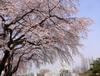 2013년 4월 17일의 벚꽃 개화일지 - 현충원 중앙대학교