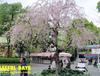 ['13 TOKYO] ⓔ 벚꽃을 만끽하러간(?) 우에노공원! 