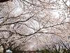 [벚꽃축제] 진해군항제 벚꽃축제 경화역 벚꽃 구경