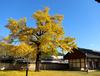 황금빛 융단이 펼쳐진 가을의 '전주 향교' 